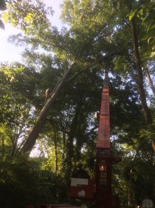 A climber worked closely with the crane operator to safely bring down the whole tree. 